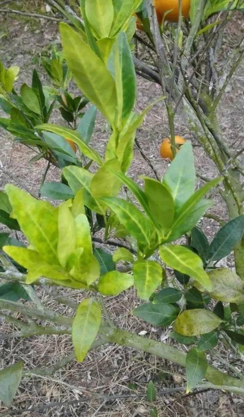 脐橙斑驳状黄化叶