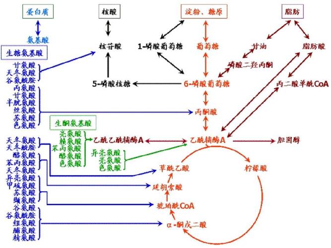 共代谢