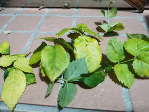 果汁阳台剪枝后叶子开始变黄了,是什么原因?