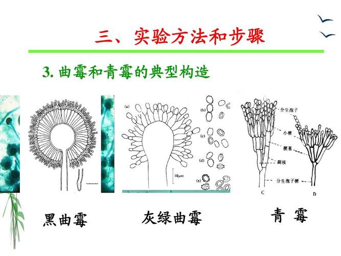实验四 曲霉和青霉的形态观察ppt