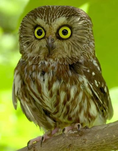 揭秘猫头鹰头部270度转向之谜