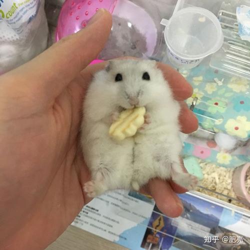 能给我看看最胖的侏儒仓鼠吗