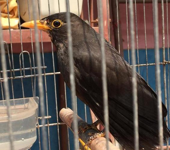 原创辟谣:只根据外观就能分辨出乌鸫成鸟公母?其实听鸣叫声才是真准