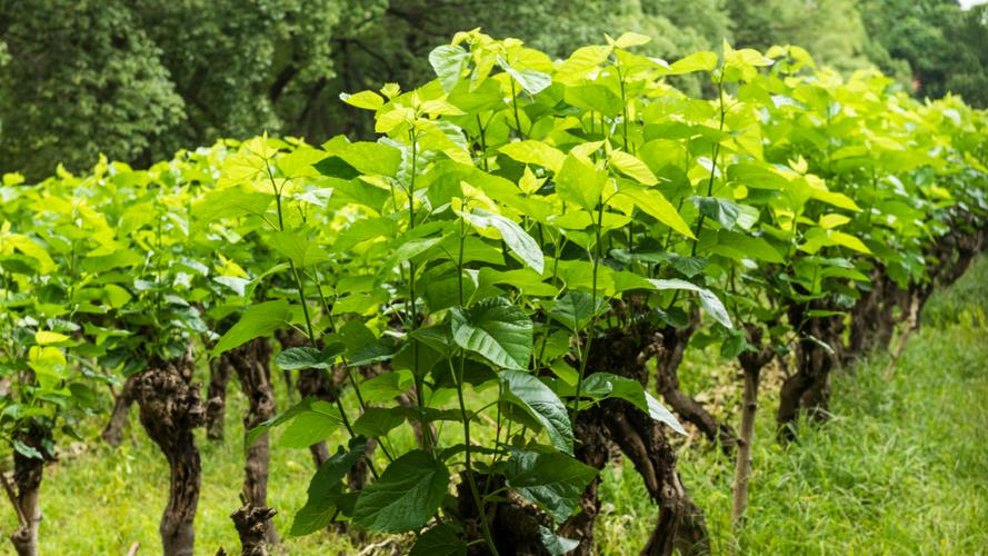 公桑树和母桑树的特点