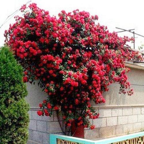 家中有庭院的可以种植这种藤本植物开花是红色观赏度高