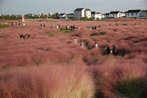 观赏常熟福山平巷里花海