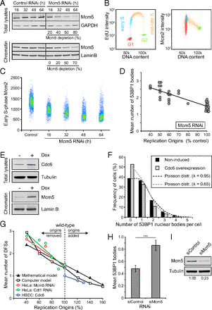 unreplicated dna remaining from unperturbed s phases passes