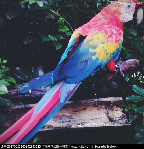 金刚鹦鹉摄影