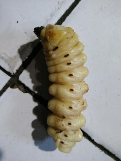 青杠树里的虫能吃吗