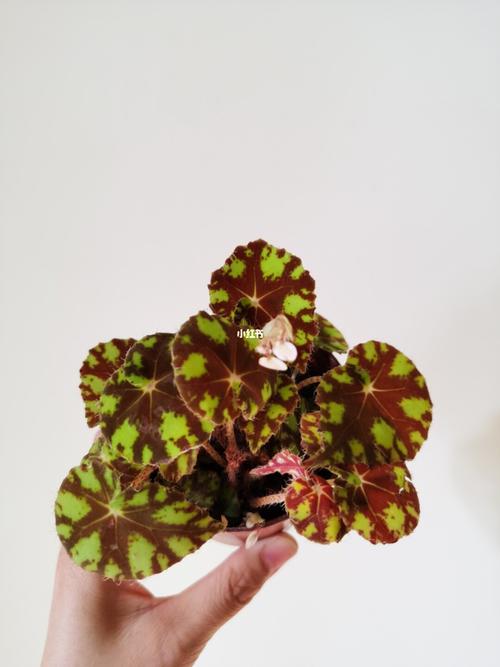 虎斑秋海棠_绿植_花卉_我爱绿植_家居家装_家居装饰