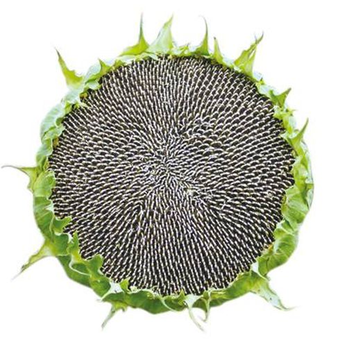 蔬果种向日葵种籽向日葵种孑食用特大太阳花向日葵种瓜子葵花籽种