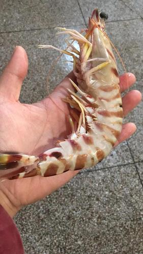 世界最大的虾,竟比手臂还长?——鬼虾