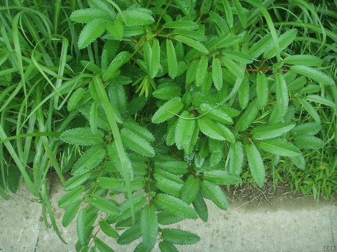  p>地榆(拉丁学名: i>sanguisorba officinalis  /i>l.