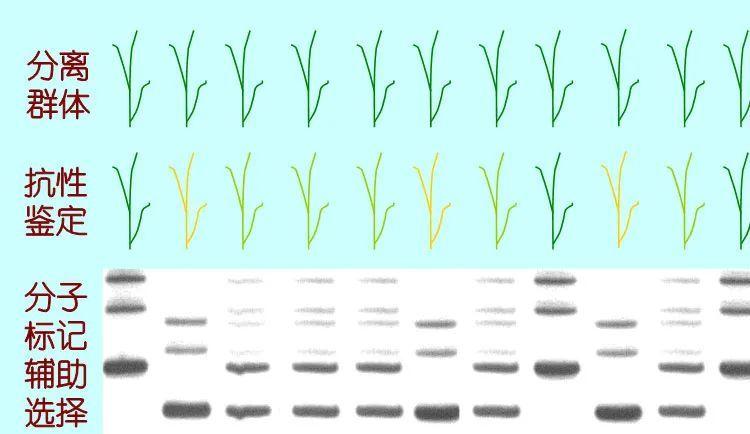 玉米的分子标记辅助育种