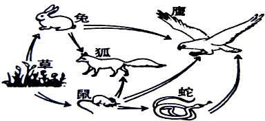 (1)该图中共有______条食物链,图中最长的食物链是:______.