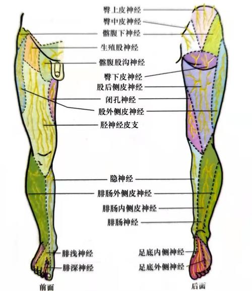 与多条神经相关【图1】,例如髂腹下神经和髂腹股沟神经,生殖股神经,股