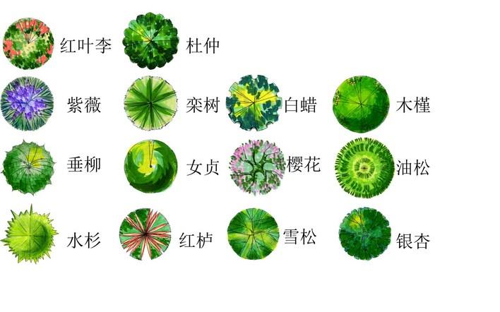 ps素材:常绿阔叶树9种 2008年ps平面植物素材 ps 3dmax铺装素材 相当