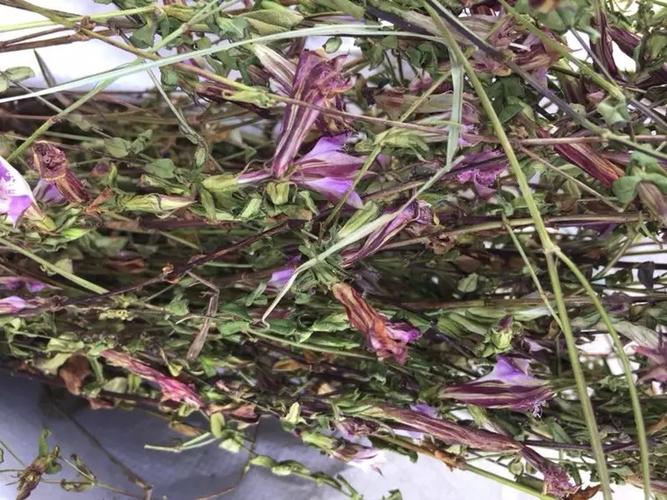 贵州省野生红花龙胆草500克包邮 高海拔中草药材小青鱼草 星秀花