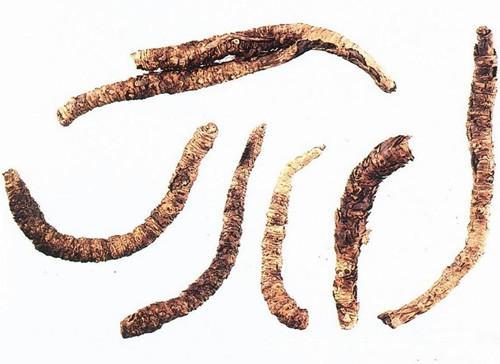 胡黄连的功效与作用及食用方法