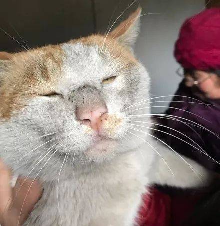 养一只丑丑的猫咪是什么样的体验?