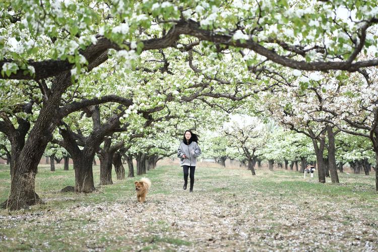 薇姐带你逛北京第六集梨花树下歌声飞