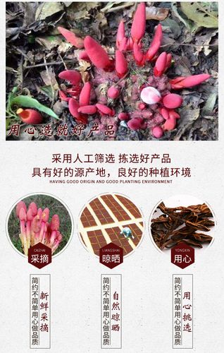 回春草 草苁蓉 不老草 顶天柱 支持药检一件代发回春草