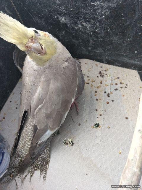 出售玄凤鹦鹉原始灰母出售玄凤鹦鹉原始灰母一只