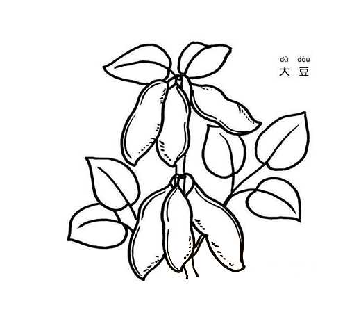 一株大豆怎么画大豆的画法简笔画图片