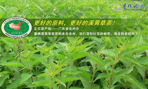 豪爽 连州溪黄茶(袋泡)