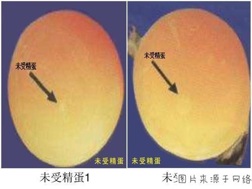 农村母鸡孵化,种蛋怎么选择,保存和运输?