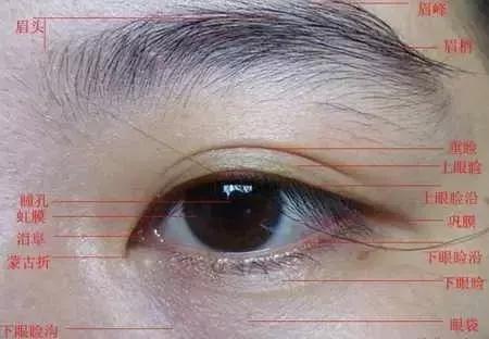 眼睛结构示意图_360图片