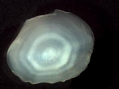 体视显微镜用途及特点