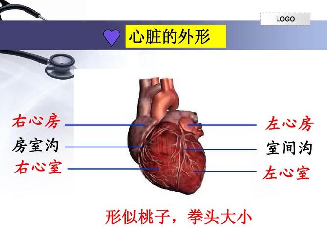 输送血液的泵——心脏(第一课时)ppt
