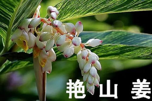 不过,这艳山姜的花可以和豆蔻媲美,比砂仁多了一层观赏价值,当然也就