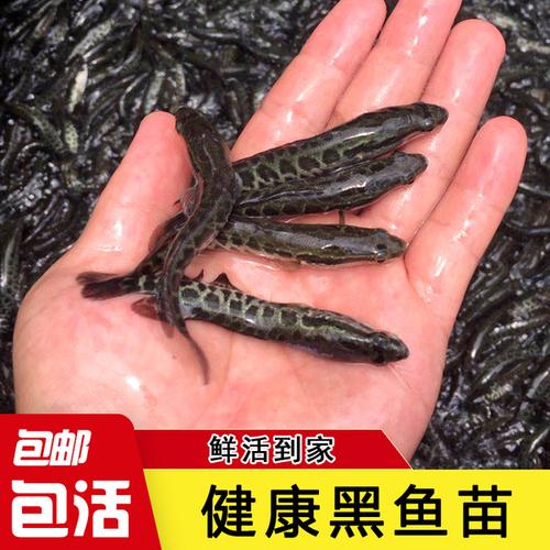 购客广东佛山财鱼苗观赏鱼好养放生鱼黑鱼苗黑鱼苗活体淡水养殖乌鱼苗