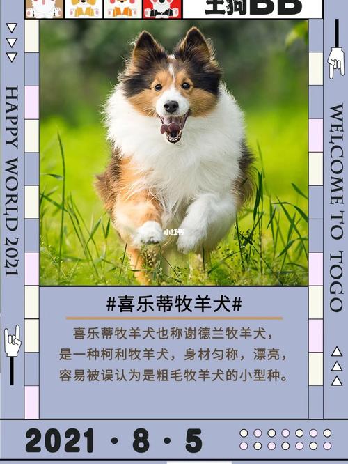 喜乐蒂牧羊犬_牧羊犬_宠物_狗狗_杭州攻略_冷知识_狗狗日常_宠物_狗