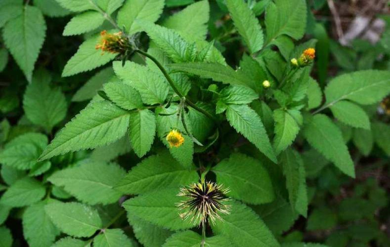 缺医少药的年代,鬼针草可帮过大忙,你知道它能治什么