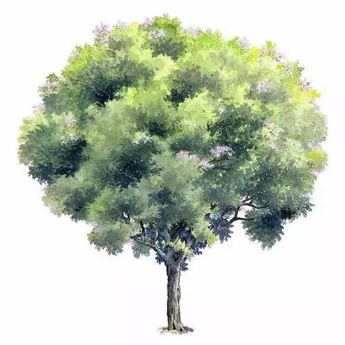 水彩画几十种不同树木的画法(多图值得收藏欣赏)
