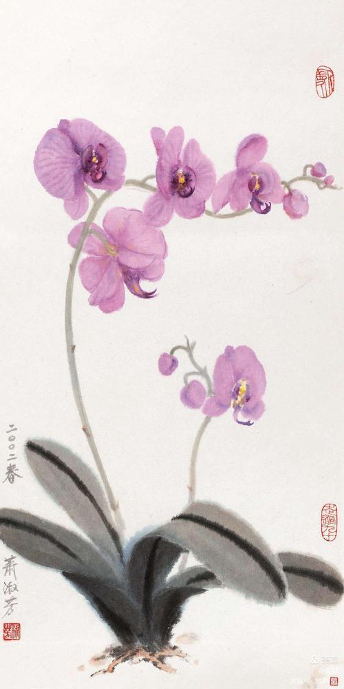 国画技法:蝴蝶兰的画法