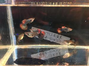 龙鳞七彩蕾丝纯种孔雀鱼活体野生热带小型包活淡水观赏鱼