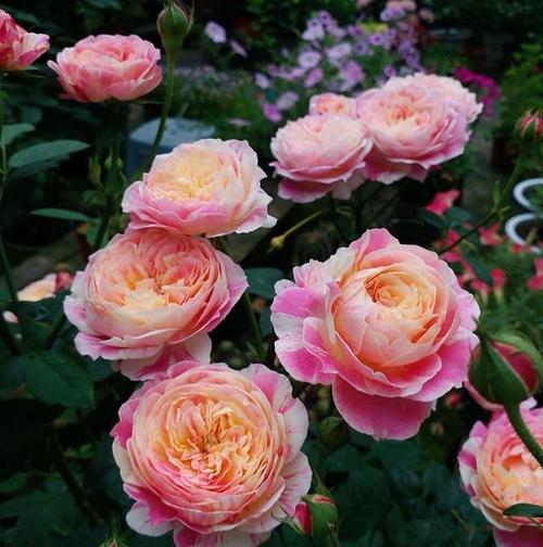 夏季养月季,就养一盆莫奈,很好养复花快,夏天开花依然