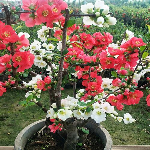 海棠花盆栽树苗盆景重瓣老桩庭院绿植物室内花卉四季开花好养二十年