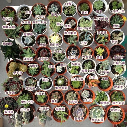 详解多肉换盆的过程 多肉植物怎么换盆