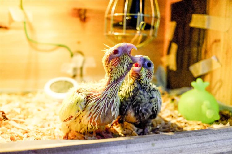 玄凤雏鸟多大走路才稳