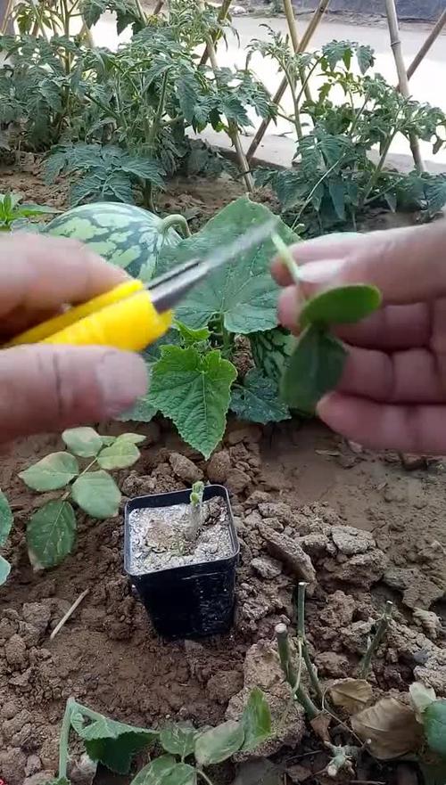 南瓜嫁接西瓜一颗能结十个左右