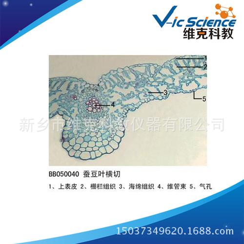 蚕豆叶横切 生物切片 植物类装片 叶及叶的变态 显微镜专用