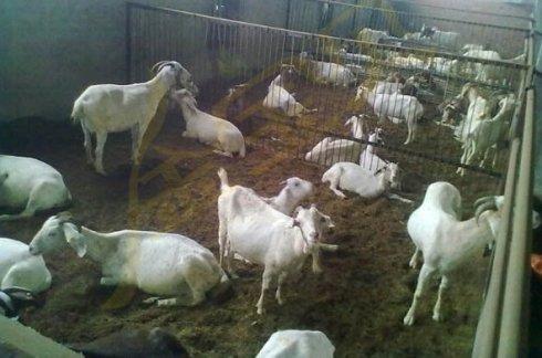 发酵床养羊的日常管理和维护项目