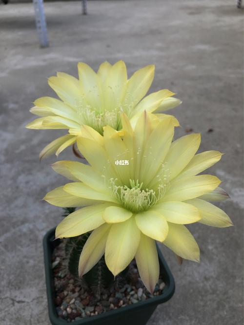 仙人球开花 彩草_仙人掌_仙人球开花了_家居家装_家居装饰_花艺