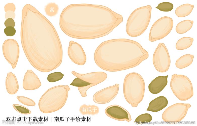 南瓜子手绘素材图片