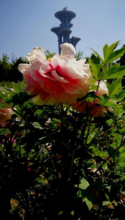 花季的春天(2)--奥森公园观赏牡丹花